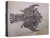 Eryon Arctiformis Crab Fossil-Naturfoto Honal-Stretched Canvas