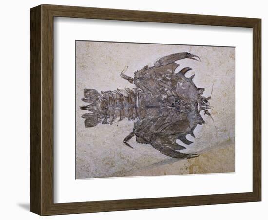 Eryon Arctiformis Crab Fossil-Naturfoto Honal-Framed Photographic Print