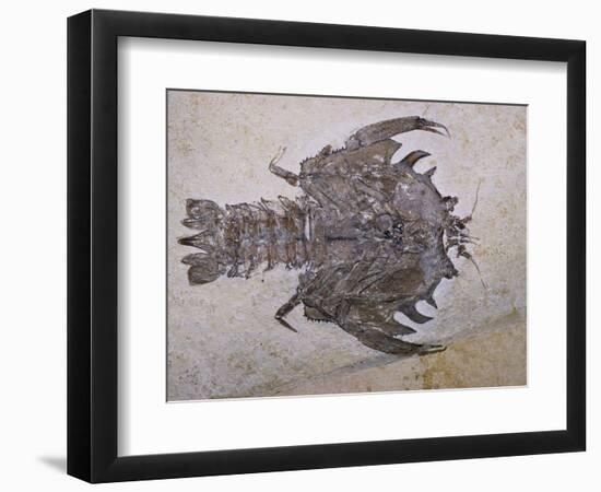 Eryon Arctiformis Crab Fossil-Naturfoto Honal-Framed Photographic Print