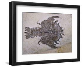 Eryon Arctiformis Crab Fossil-Naturfoto Honal-Framed Photographic Print