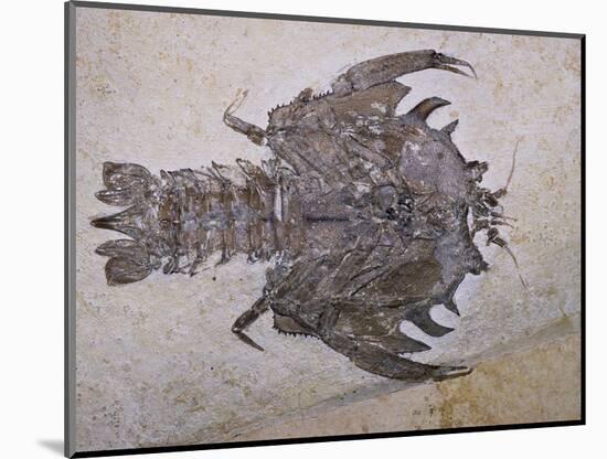 Eryon Arctiformis Crab Fossil-Naturfoto Honal-Mounted Photographic Print