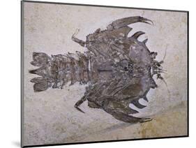 Eryon Arctiformis Crab Fossil-Naturfoto Honal-Mounted Photographic Print
