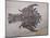 Eryon Arctiformis Crab Fossil-Naturfoto Honal-Mounted Photographic Print