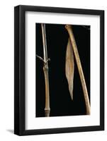 Eryphanis Aesacus (Giant Owl Butterfly) - Pupa Camouflaged on Bamboo Twig-Paul Starosta-Framed Photographic Print