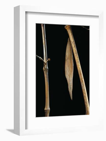 Eryphanis Aesacus (Giant Owl Butterfly) - Pupa Camouflaged on Bamboo Twig-Paul Starosta-Framed Photographic Print