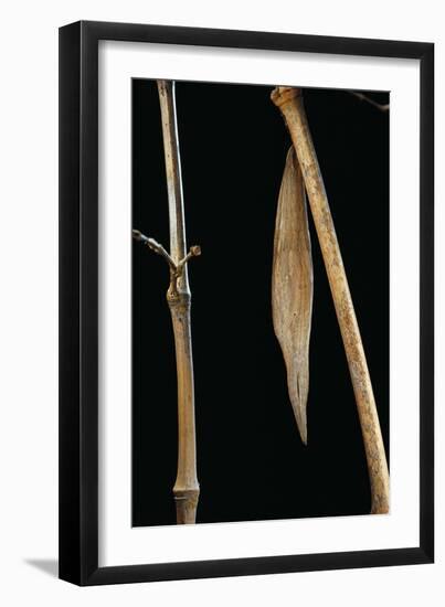 Eryphanis Aesacus (Giant Owl Butterfly) - Pupa Camouflaged on Bamboo Twig-Paul Starosta-Framed Photographic Print