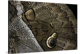 Eryphanis Aesacus (Giant Owl Butterfly) - Wings Detail-Paul Starosta-Stretched Canvas