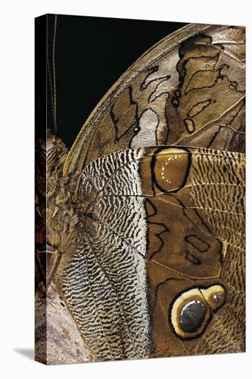 Eryphanis Aesacus (Giant Owl Butterfly) - Wings Detail-Paul Starosta-Stretched Canvas