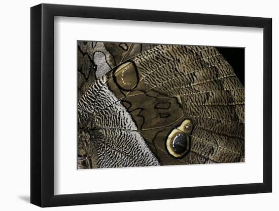 Eryphanis Aesacus (Giant Owl Butterfly) - Wings Detail-Paul Starosta-Framed Photographic Print