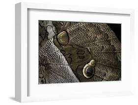 Eryphanis Aesacus (Giant Owl Butterfly) - Wings Detail-Paul Starosta-Framed Photographic Print