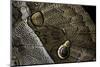 Eryphanis Aesacus (Giant Owl Butterfly) - Wings Detail-Paul Starosta-Mounted Photographic Print