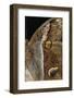 Eryphanis Aesacus (Giant Owl Butterfly) - Wings Detail-Paul Starosta-Framed Photographic Print