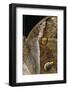 Eryphanis Aesacus (Giant Owl Butterfly) - Wings Detail-Paul Starosta-Framed Photographic Print
