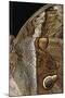 Eryphanis Aesacus (Giant Owl Butterfly) - Wings Detail-Paul Starosta-Mounted Photographic Print