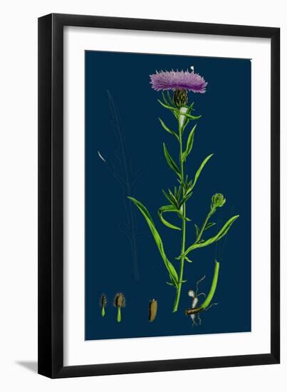 Erysimum Cheiranthoides; Treacle Hedge-Mustard-null-Framed Giclee Print