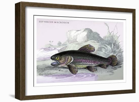 Erythrius Macrodon-Robert Hermann Schomburgk-Framed Art Print