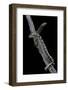 Eryx Colubrinus Loveridgei (Sand Boa)-Paul Starosta-Framed Photographic Print