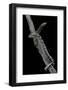 Eryx Colubrinus Loveridgei (Sand Boa)-Paul Starosta-Framed Photographic Print