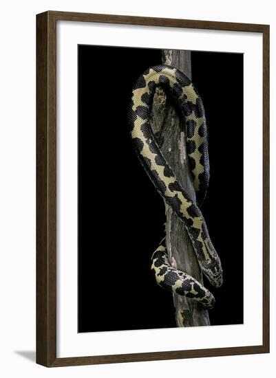 Eryx Colubrinus Loveridgei (Sand Boa)-Paul Starosta-Framed Photographic Print