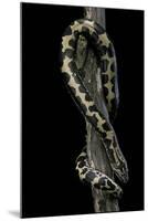 Eryx Colubrinus Loveridgei (Sand Boa)-Paul Starosta-Mounted Photographic Print