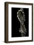 Eryx Colubrinus Loveridgei (Sand Boa)-Paul Starosta-Framed Photographic Print