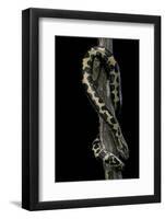 Eryx Colubrinus Loveridgei (Sand Boa)-Paul Starosta-Framed Photographic Print