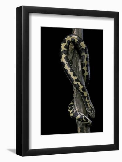 Eryx Colubrinus Loveridgei (Sand Boa)-Paul Starosta-Framed Photographic Print