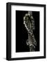 Eryx Colubrinus Loveridgei (Sand Boa)-Paul Starosta-Framed Photographic Print