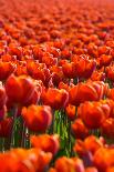 Field of Tulips-esbobeldijk-Framed Stretched Canvas