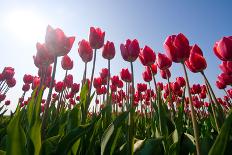 Red Tulips-esbobeldijk-Framed Stretched Canvas