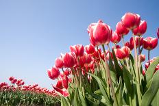 Field of Tulips-esbobeldijk-Laminated Photographic Print