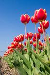 Field of Tulips-esbobeldijk-Framed Stretched Canvas