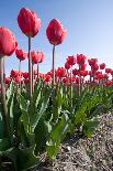 Red Tulips-esbobeldijk-Stretched Canvas