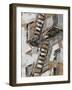 Escape II-Ethan Harper-Framed Art Print