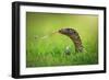 Escape-Shikhei Goh-Framed Photographic Print