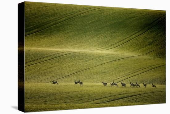 Escape-Marcin Sobas-Stretched Canvas