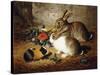 Escaped: Two Rabbits and Guinea Pig-Alfred R. Barber-Stretched Canvas