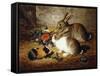 Escaped: Two Rabbits and Guinea Pig-Alfred R. Barber-Framed Stretched Canvas