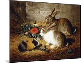 Escaped: Two Rabbits and Guinea Pig-Alfred R. Barber-Mounted Giclee Print