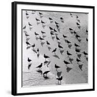 Escher's Seagulls-Michael Kahn-Framed Giclee Print