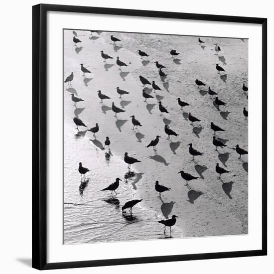Escher's Seagulls-Michael Kahn-Framed Giclee Print