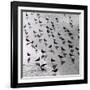 Escher's Seagulls-Michael Kahn-Framed Giclee Print