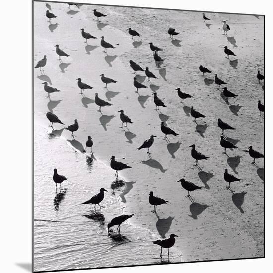 Escher's Seagulls-Michael Kahn-Mounted Giclee Print
