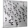 Escher's Seagulls-Michael Kahn-Mounted Giclee Print