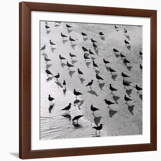 Escher's Seagulls-Michael Kahn-Framed Giclee Print