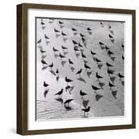 Escher's Seagulls-Michael Kahn-Framed Giclee Print