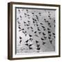 Escher's Seagulls-Michael Kahn-Framed Giclee Print