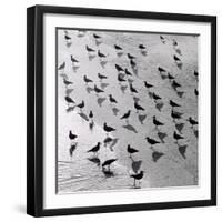 Escher's Seagulls-Michael Kahn-Framed Giclee Print