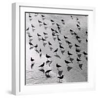 Escher's Seagulls-Michael Kahn-Framed Giclee Print