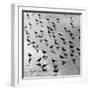 Escher's Seagulls-Michael Kahn-Framed Giclee Print